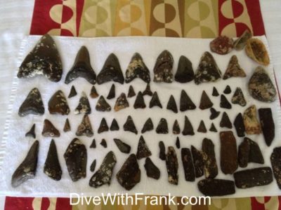 August 2021 North Carolina Wreck and Megalodon Shark Tooth Trip