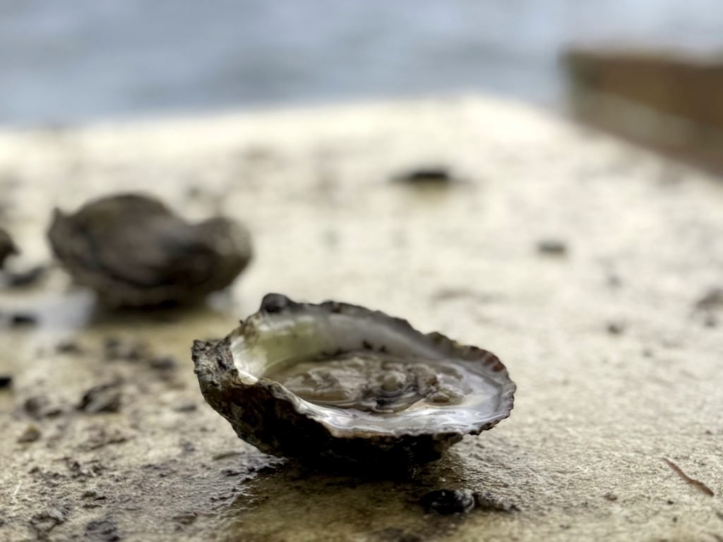 A single oyster shell in focus on a wet dock, Bay water blurred in the background.