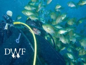 Diver near school of small fish