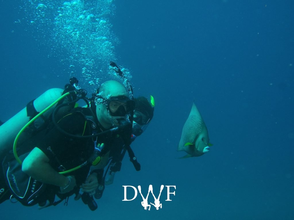 Divers near an angelfish in open water
