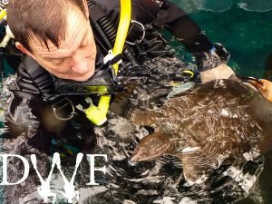 Turtle at surface beside diver