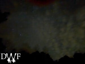 Night sky filled with stars above the forest