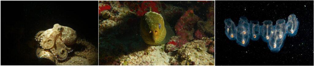 Collage of octopus, eel, and jellyfish showing unique and unusual marine life underwater