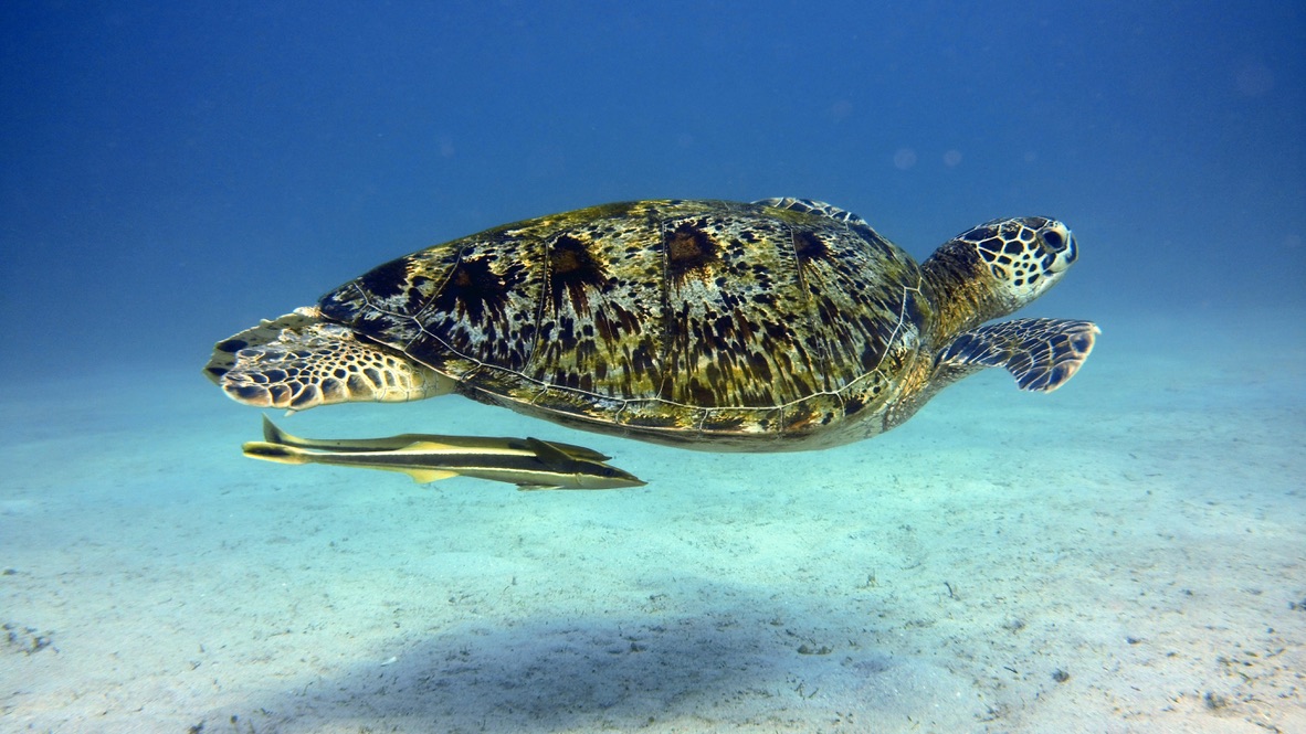 Sea turtle gliding effortlessly through calm blue water above a sandy ocean floor.