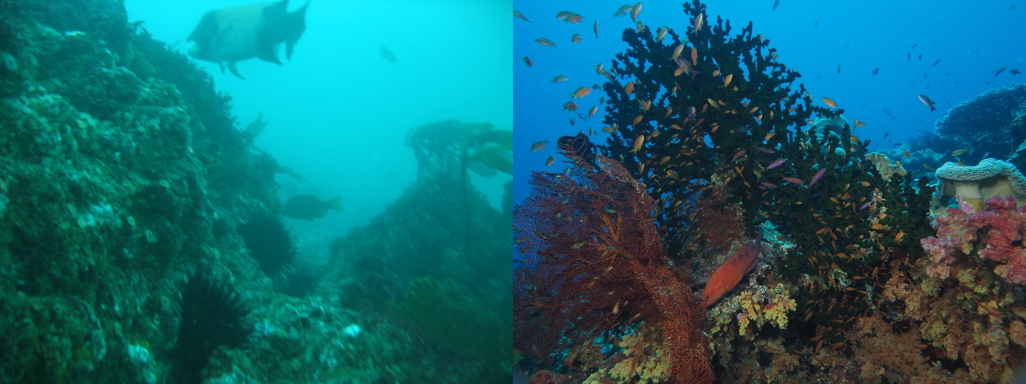 Comparison of early and recent underwater photography showing improvement over years of scuba diving and underwater photography practice