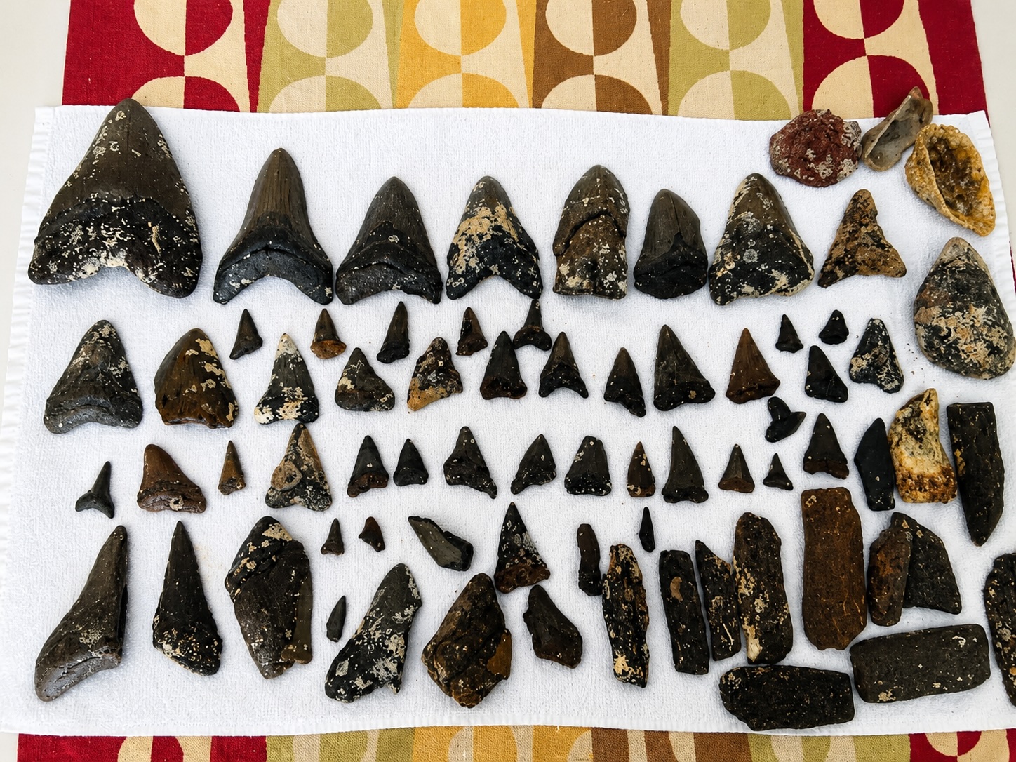Collection of fossil shark teeth and prehistoric fossils recovered during scuba diving trip