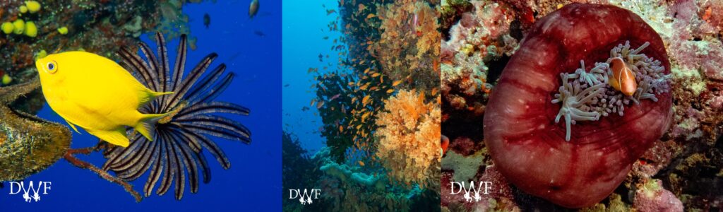 Collage of reef fish, coral reef wall, and clownfish in anemone showing marine ecosystem diversity