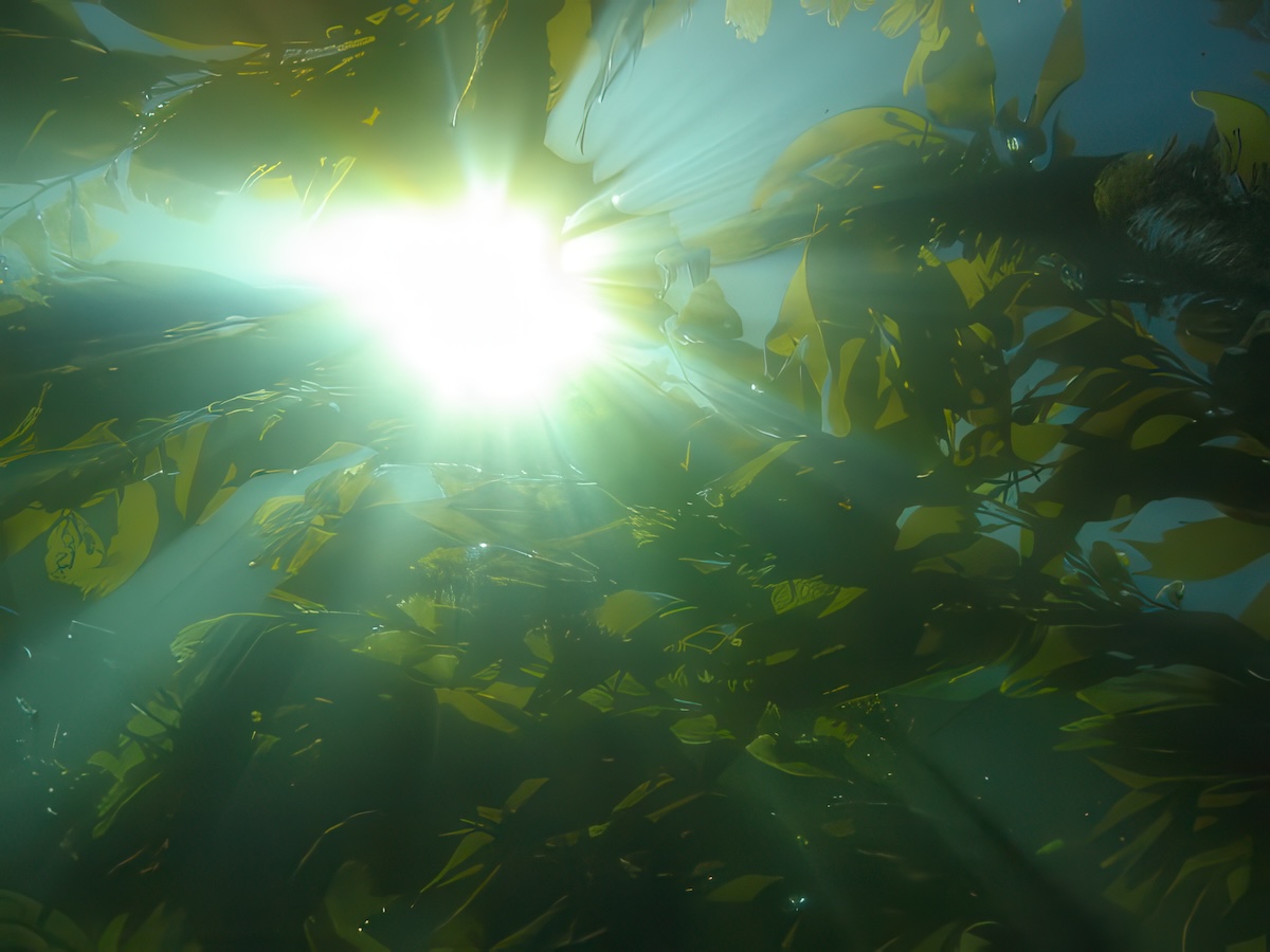 Sunlight streaming through a giant kelp forest at Catalina Island, California