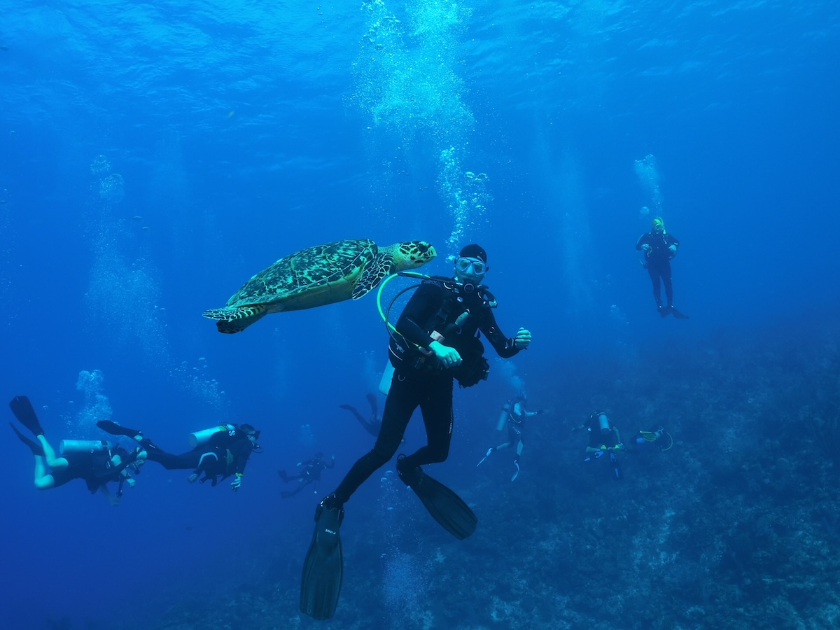Sea turtle swimming beside a scuba diver in clear blue water, with several divers visible in the distance.